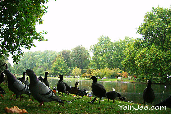 Birds at St James Park London