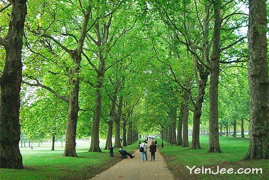 Green trees at St James Park London