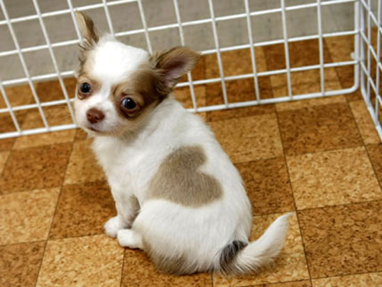 Heart-kun, cute chihuahua puppy with heart shape birth mark in Japan