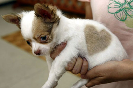 Cute chihuahua puppy from Japan