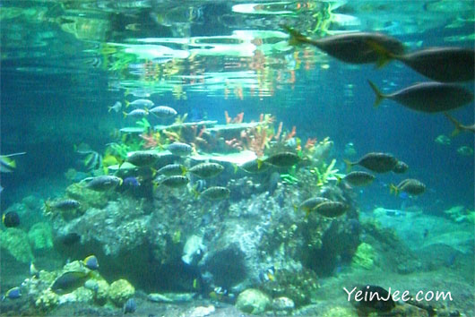 Hong Kong Ocean Park aquarium