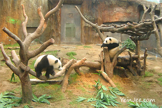 Hong Kong Ocean Park pandas