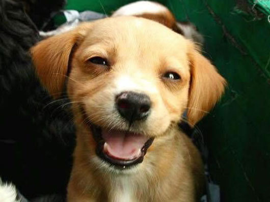 Smiling puppy