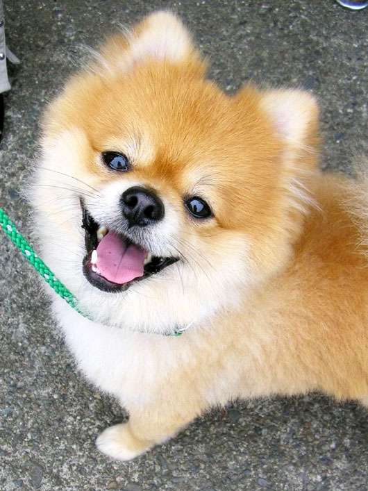 Cute smiling dog