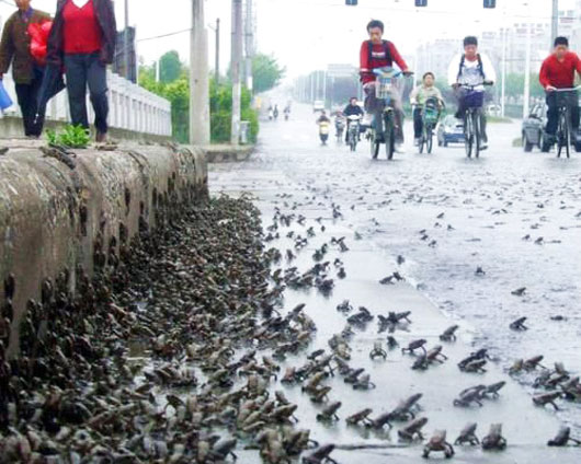 Mass toad migration in Jiangsu, China