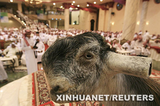 The most beautiful goat in Saudi Arabia