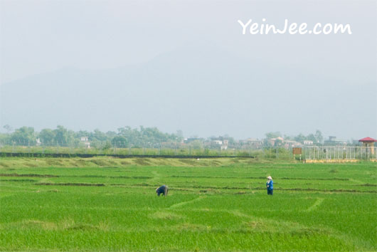 Rice fields in city outskirt of Hanoi, Vietnam