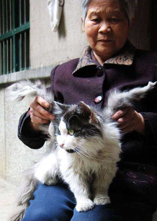 Chinese cats grow wings in Sichuan province