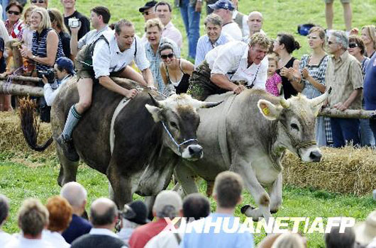Bull racing in southern Germany