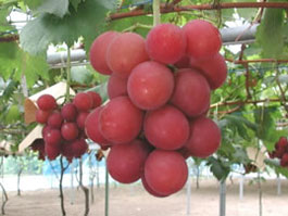 Expensive Ruby Roman grapes from Ishikawa, Japan