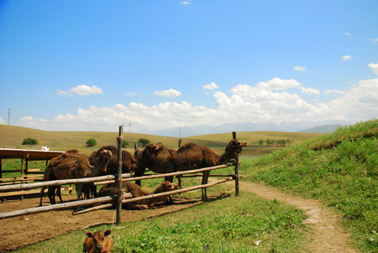 Camels in Central Asia
