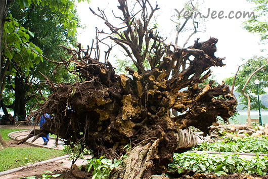 Uprooted tree at Hoan Kiem Lake in Hanoi, Vietnam