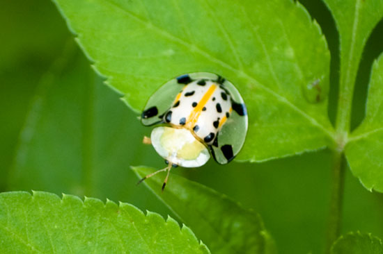 Picture of a cute bug in Taiwan