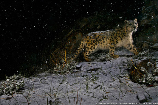 Picture of snow leopard by Steve Winter which won the Wildlife Photographer of the Year 2008 award