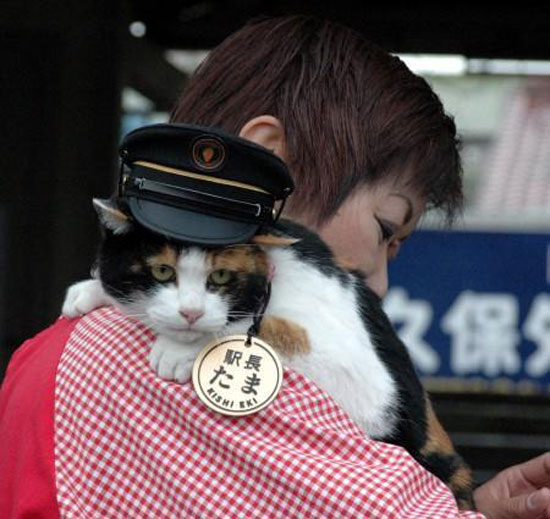 Tama the stationmaster cat in Japan