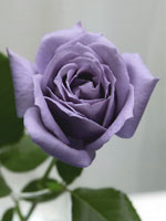 Picture of blue rose developed by Santory Flowers