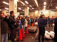 Picture of morning tuna auction at Tsukiji Fish Market in Tokyo, Japan