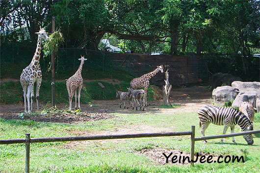 Zebras and giraffes at Zoo Negara