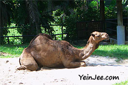 Camel at Zoo Negara