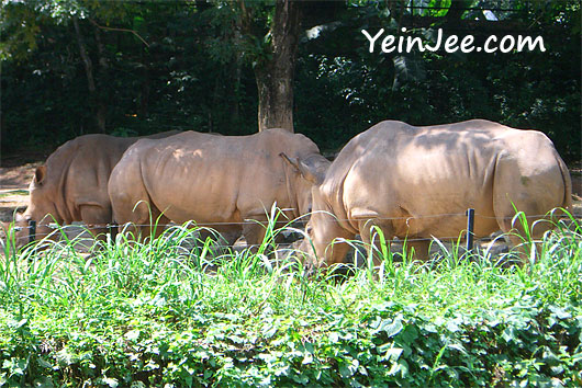 Rhinoceros at Zoo Negara