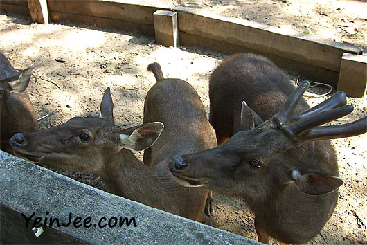 Sambar deers at Zoo Negara