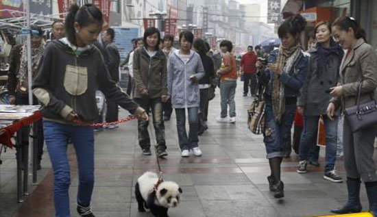 Picture of a panda dog in Jilin, China