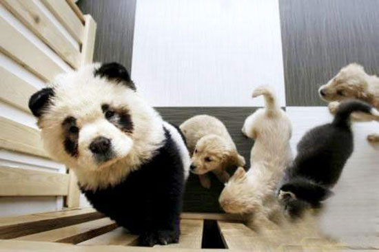 Picture of a panda dog in Jilin, China