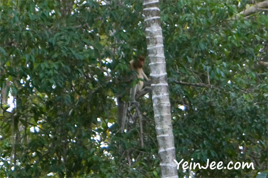 Proboscis monkey at Klias Wetland in Sabah, Malaysia