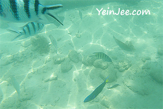 Fishes at Mamutik Island, Sabah, Malaysia