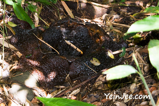 Dead Rafflesia at Kinabalu National Park, Malaysia