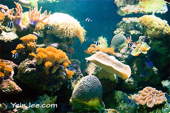 Coral tank at Underwater World Langkawi, Malaysia