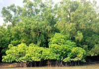 Sundarbans, Bangladesh, India