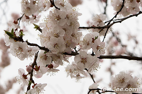 Cherry blossom in Yeouido, Seoul, South Korea