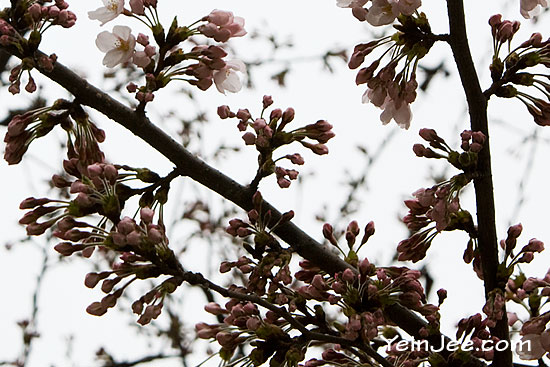 Cherry blossom in Yeouido, Seoul