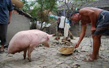 Chinese pig walks on two legs