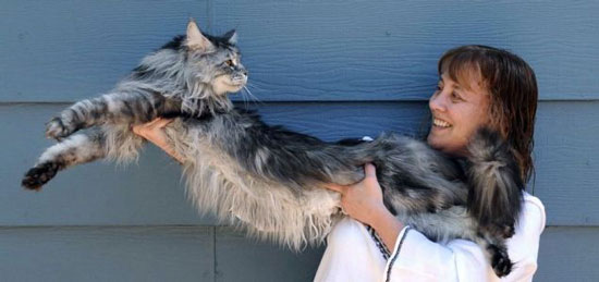 Stewie the longest domestic cat in the world