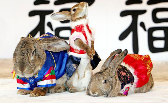 Korean rabbits celebrate New Year 2011