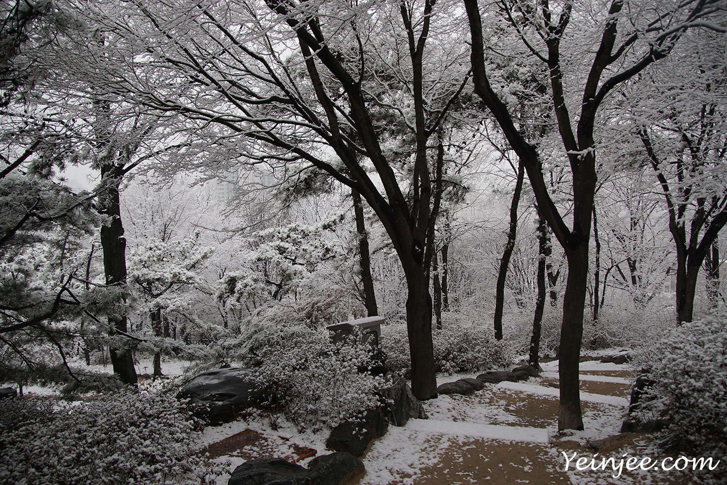 Snow nature Seoul Korea